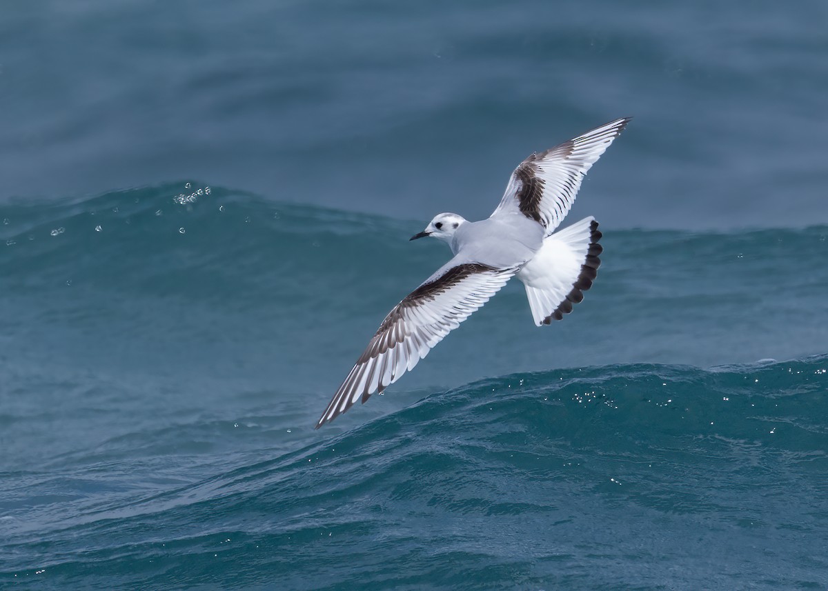 Little Gull - ML531722971