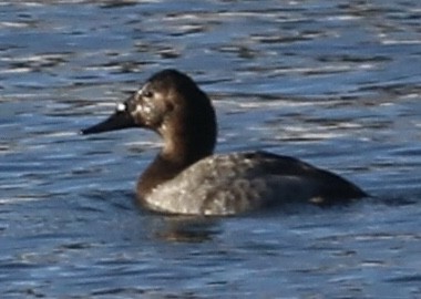 polák dlouhozobý - ML531723381