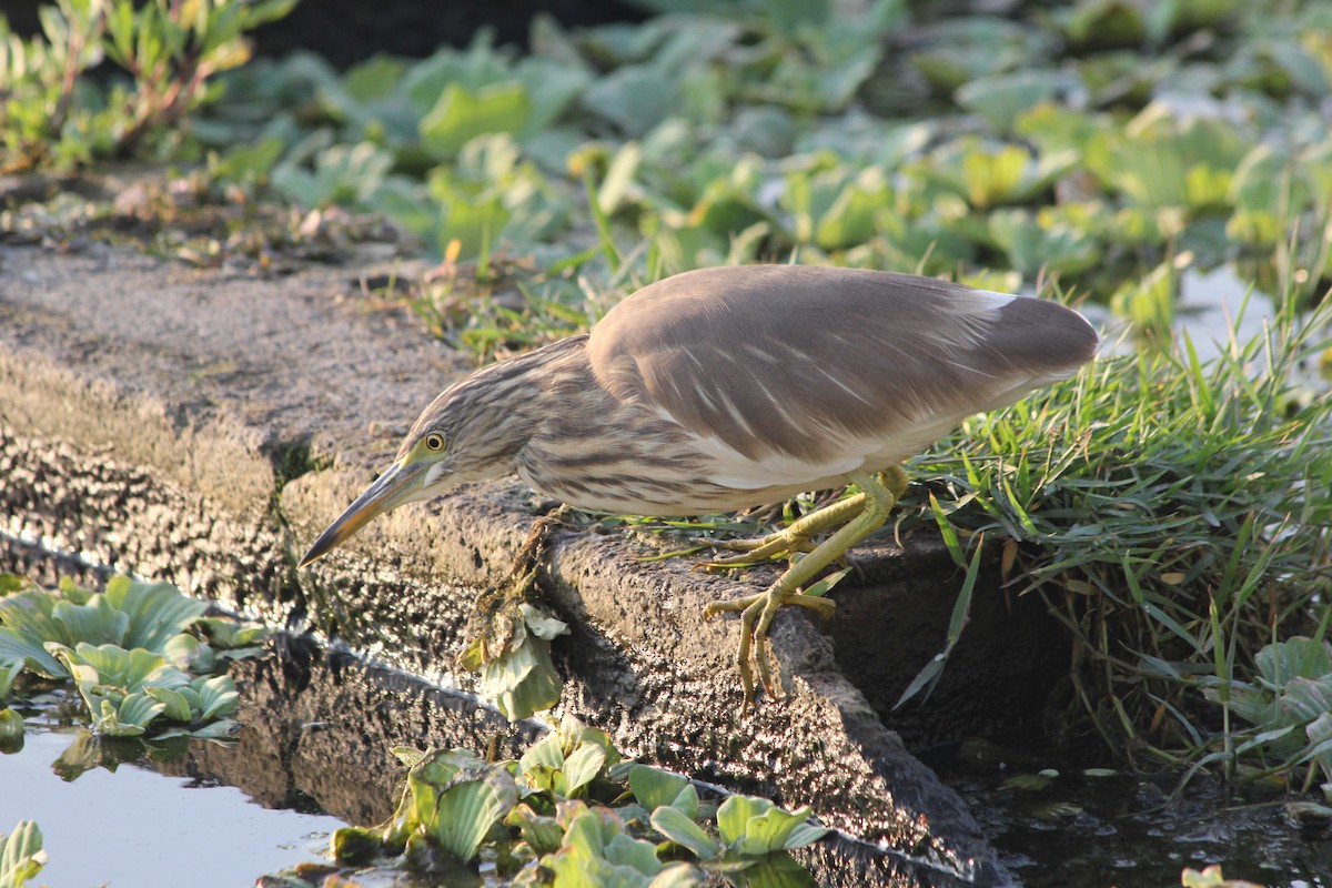 Indian Pond-Heron - ML531724821