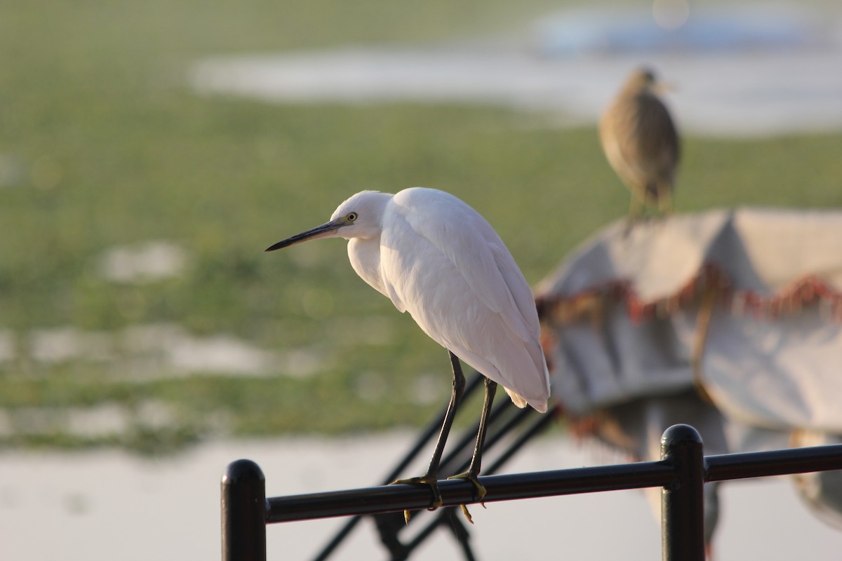 Little Egret - ML531724891