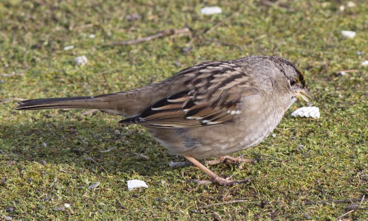 Golden-crowned Sparrow - ML531725111