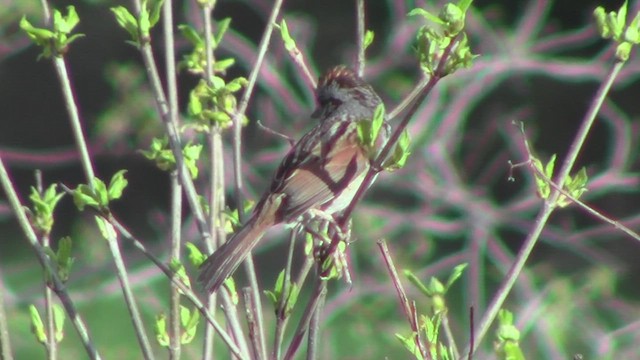 Swamp Sparrow - ML531725411