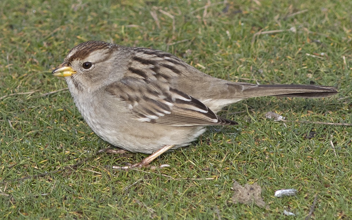 White-crowned Sparrow - ML531725461
