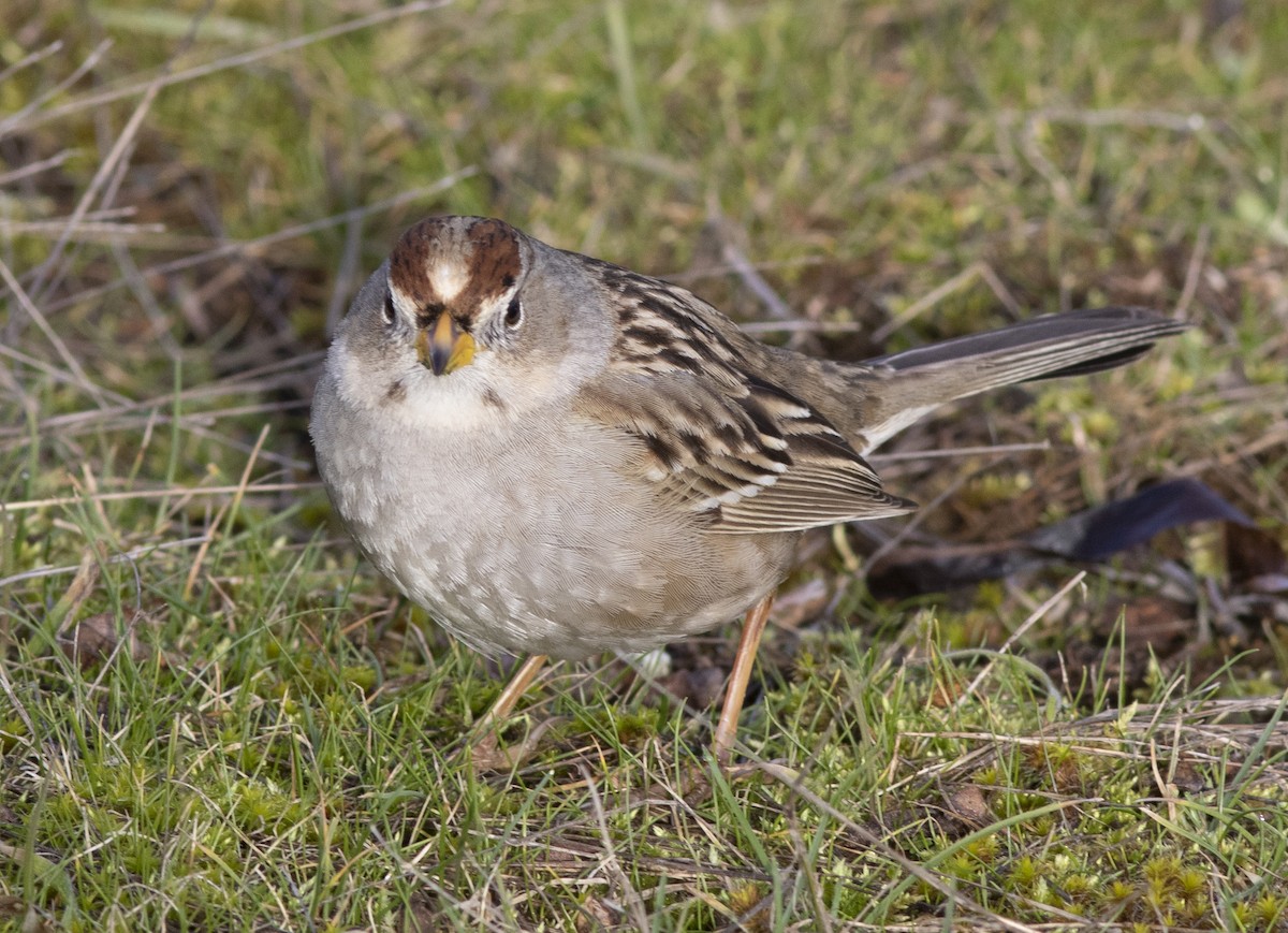 White-crowned Sparrow - ML531725471