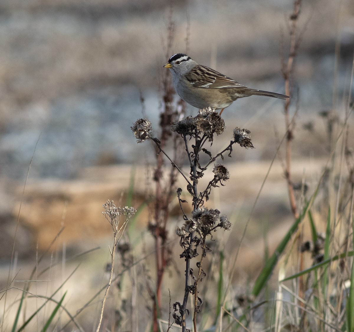 White-crowned Sparrow - ML531725481