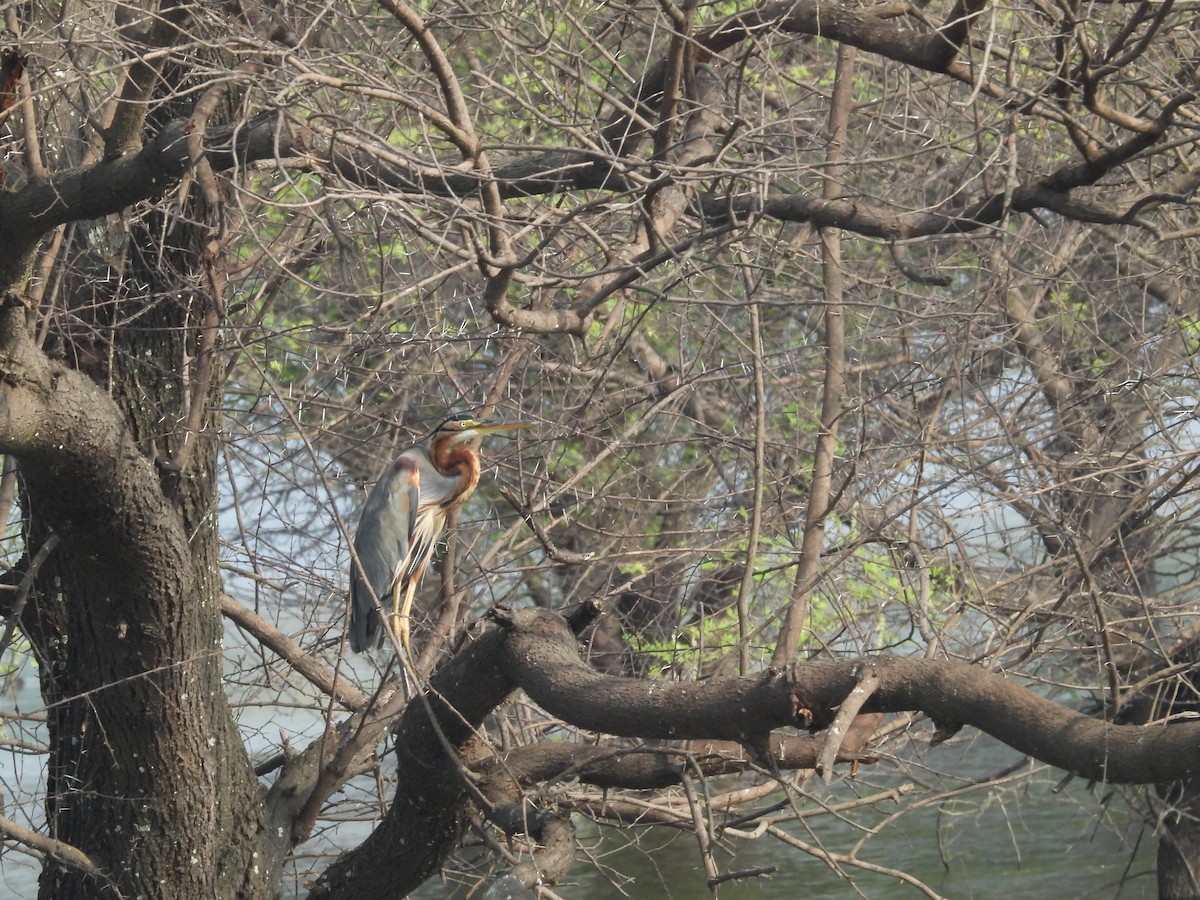 Purple Heron - ML531725691