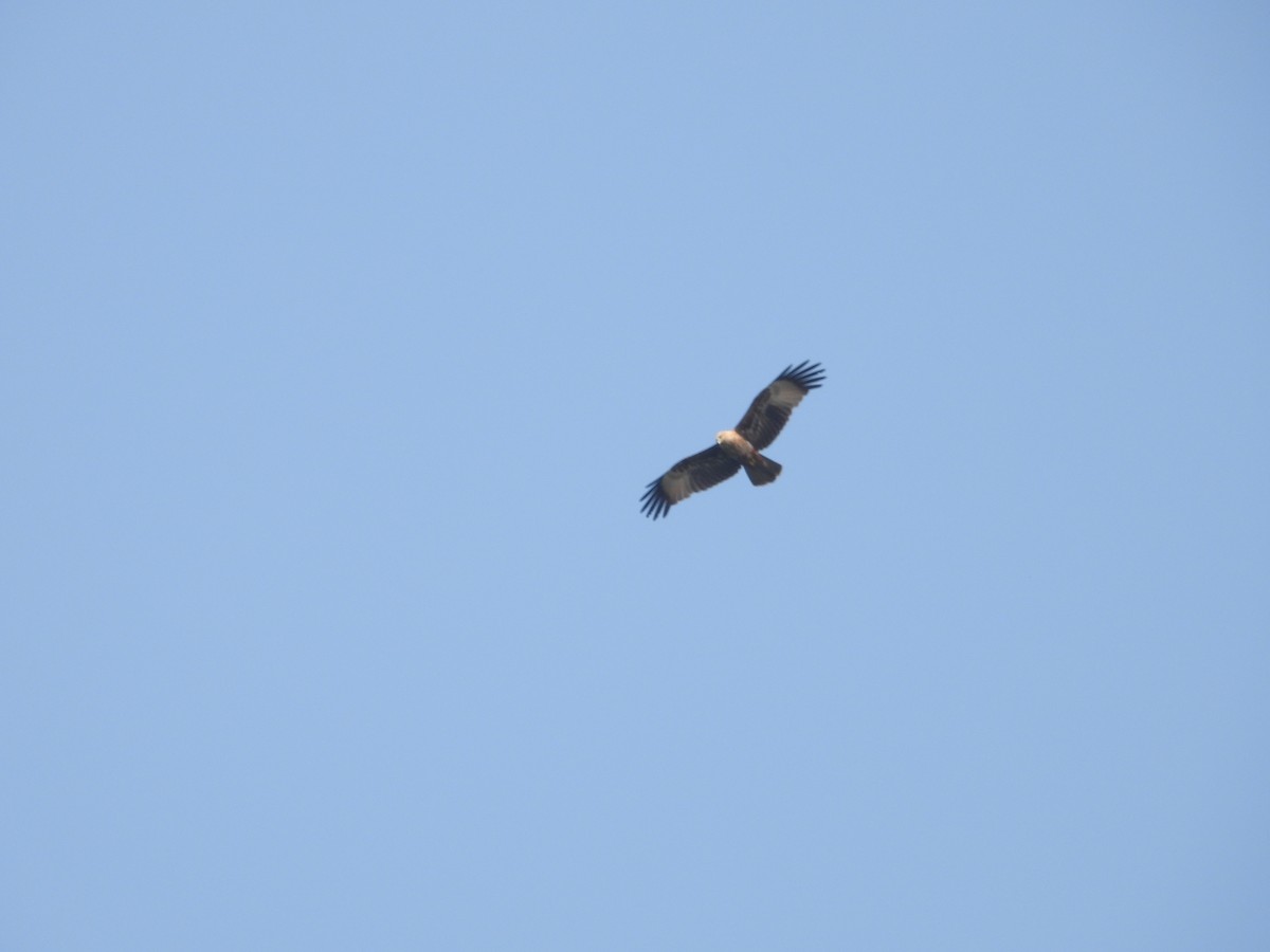 Brahminy Kite - ML531725861