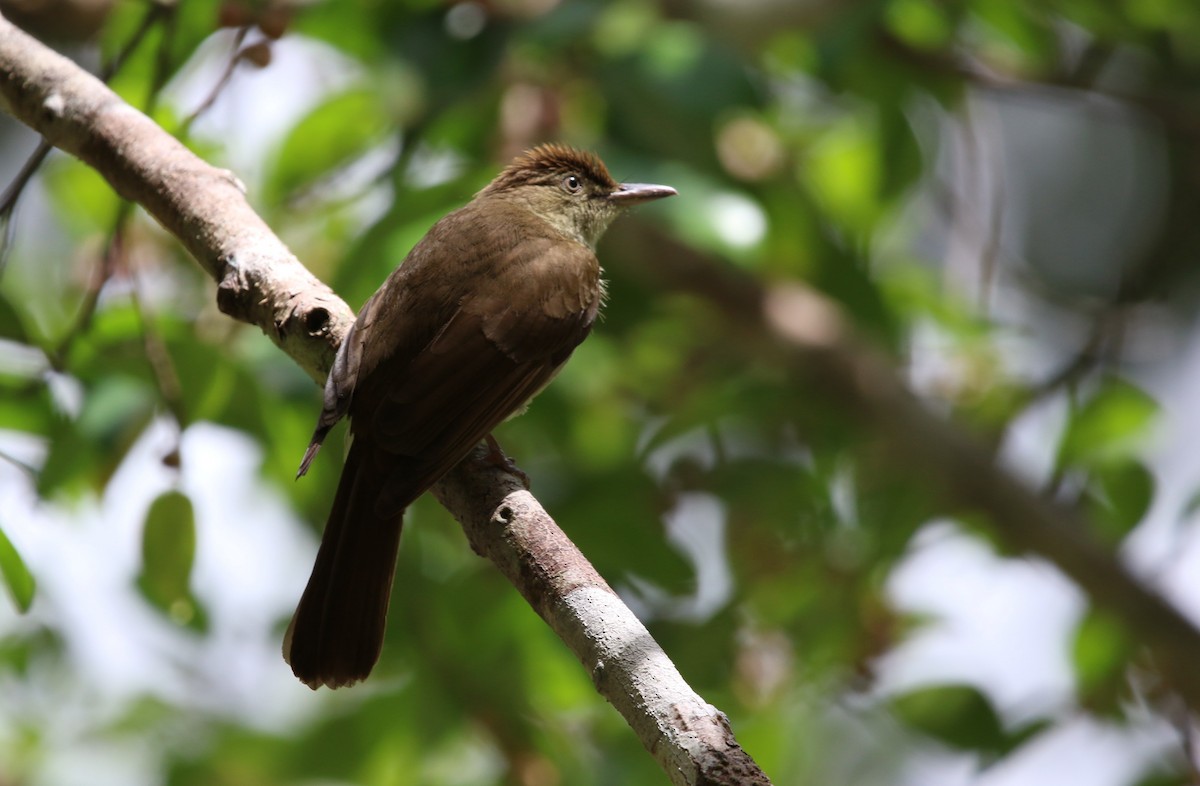 Buff-vented Bulbul - ML531725961