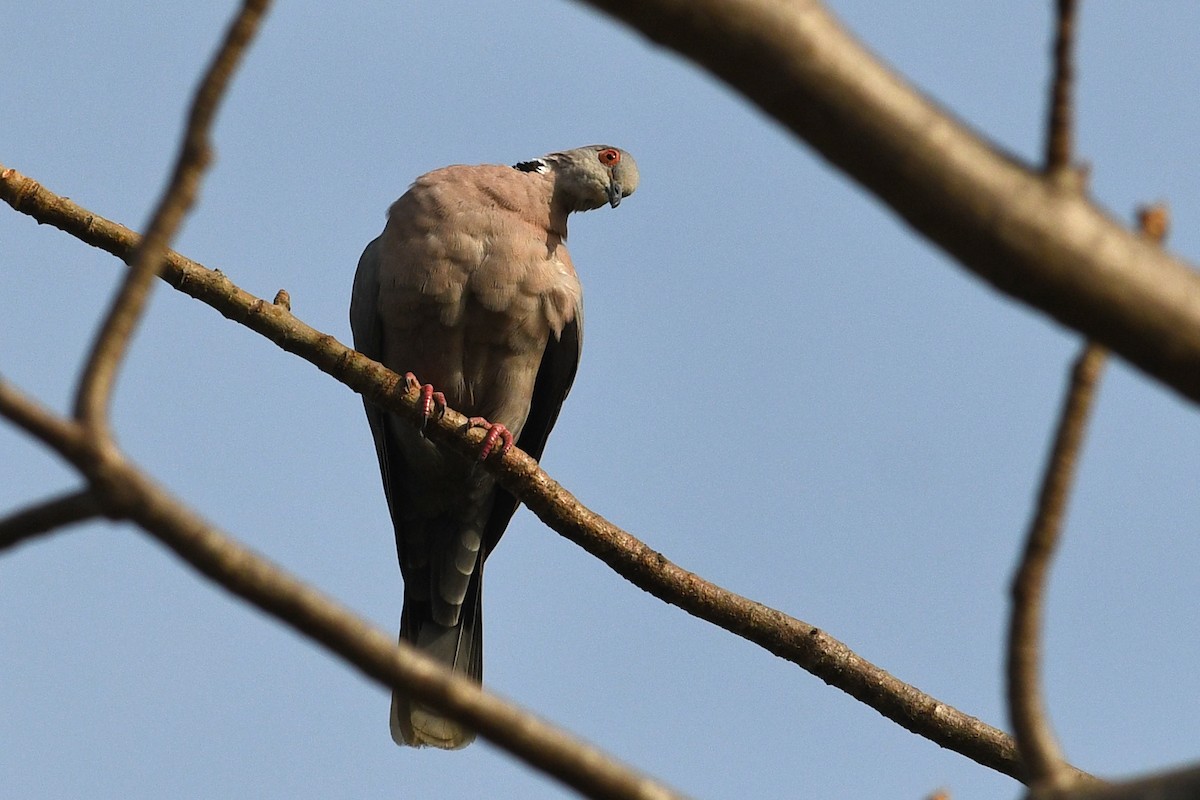 Mourning Collared-Dove - ML531726041