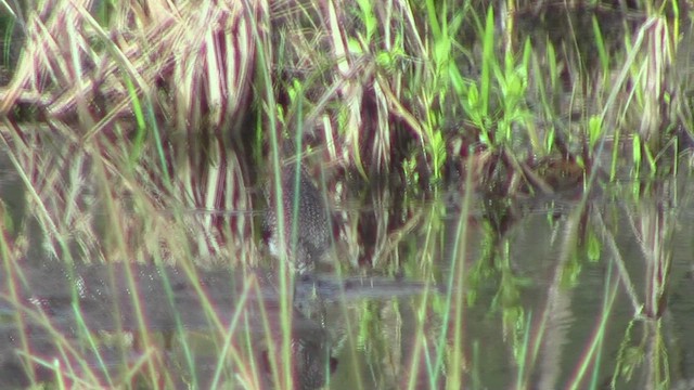 Solitary Sandpiper - ML531726741