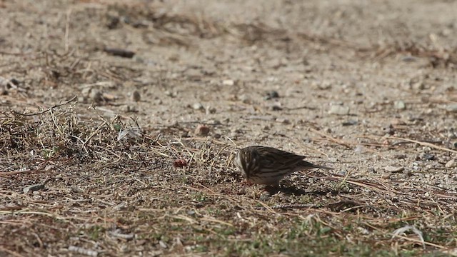 Savannah Sparrow (Savannah) - ML531727561