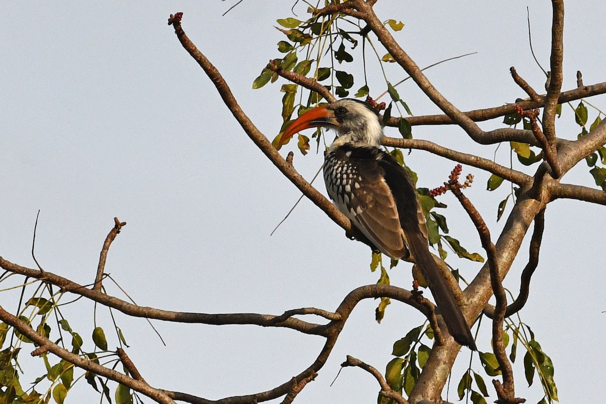 Western Red-billed Hornbill - ML531728181