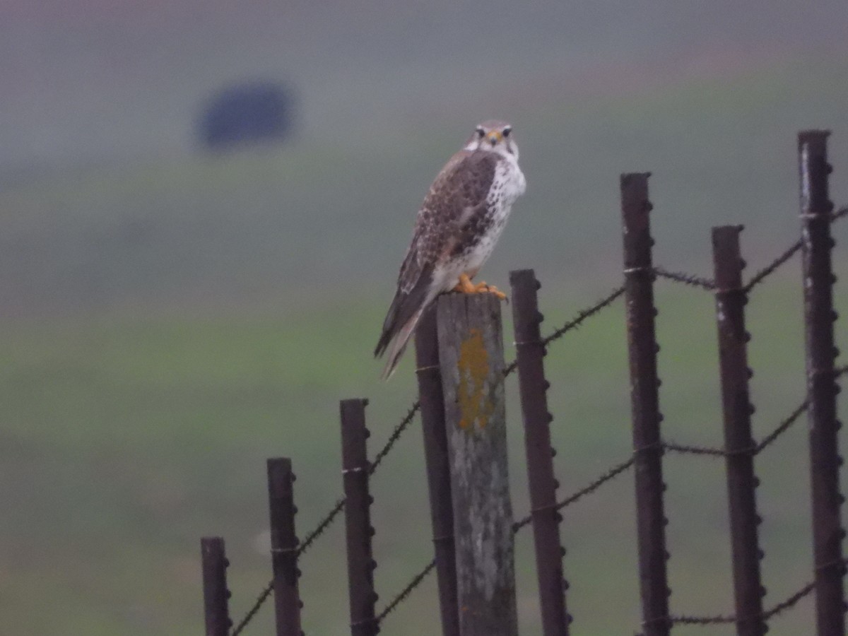 Prairie Falcon - ML531728211