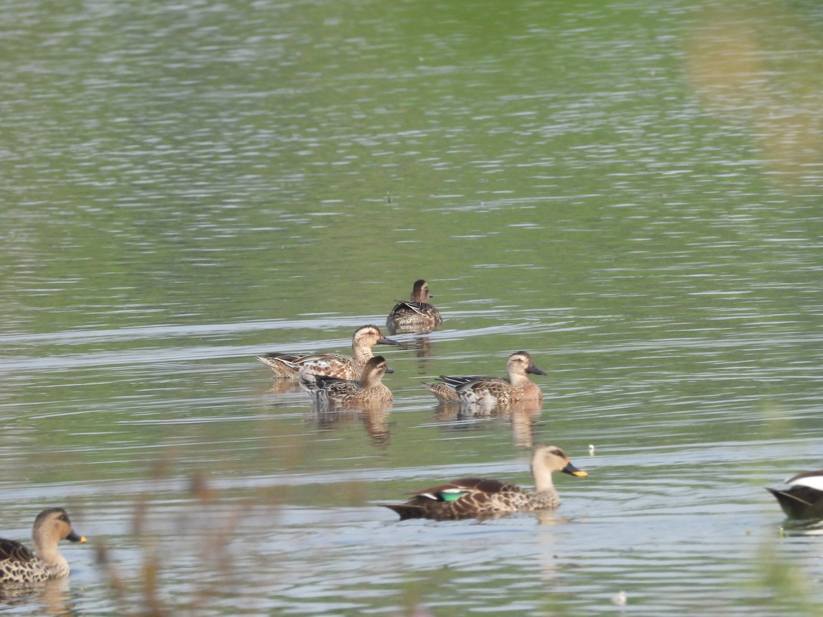 Garganey - ML531728631