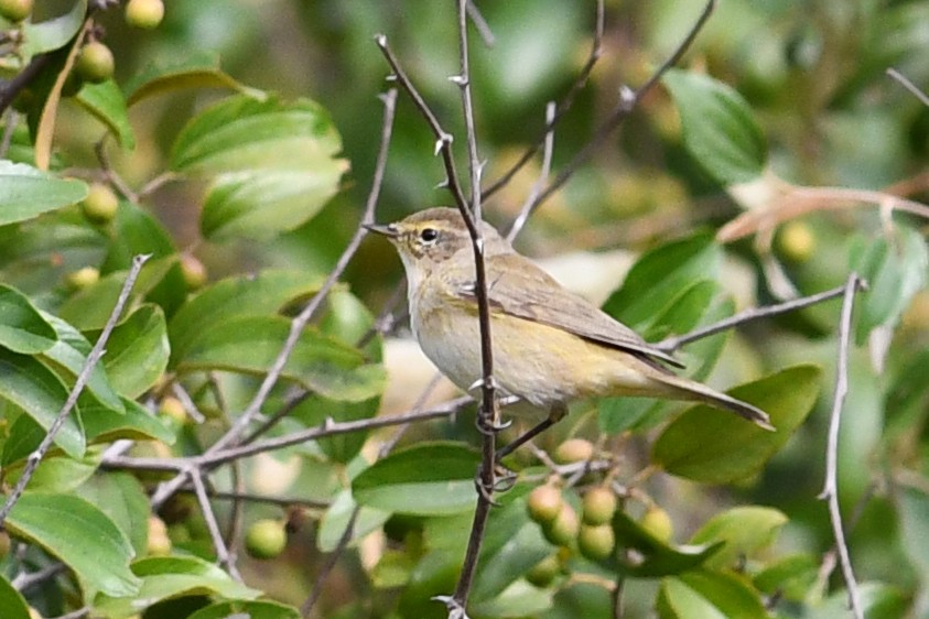 Common Chiffchaff - ML531728801