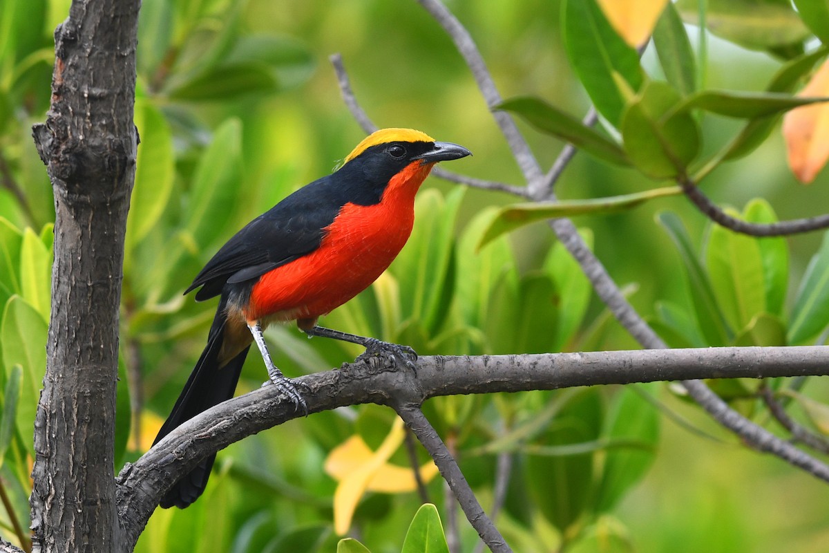 Yellow-crowned Gonolek - ML531729551