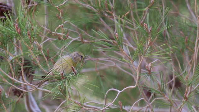 Red Crossbill - ML531729661