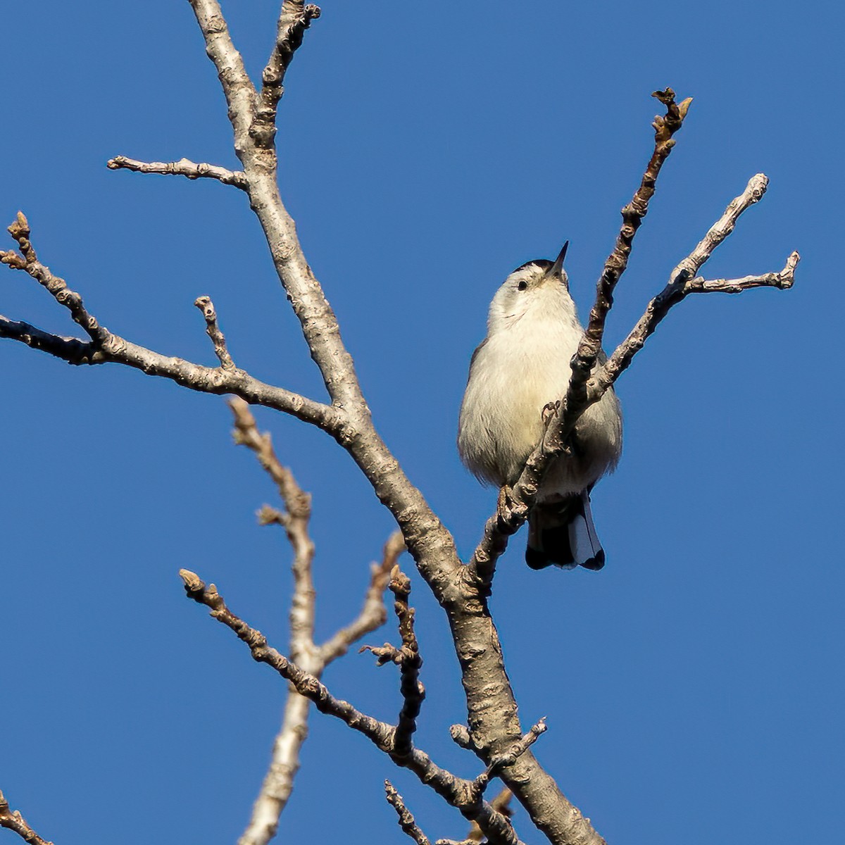 White-breasted Nuthatch - ML531730121