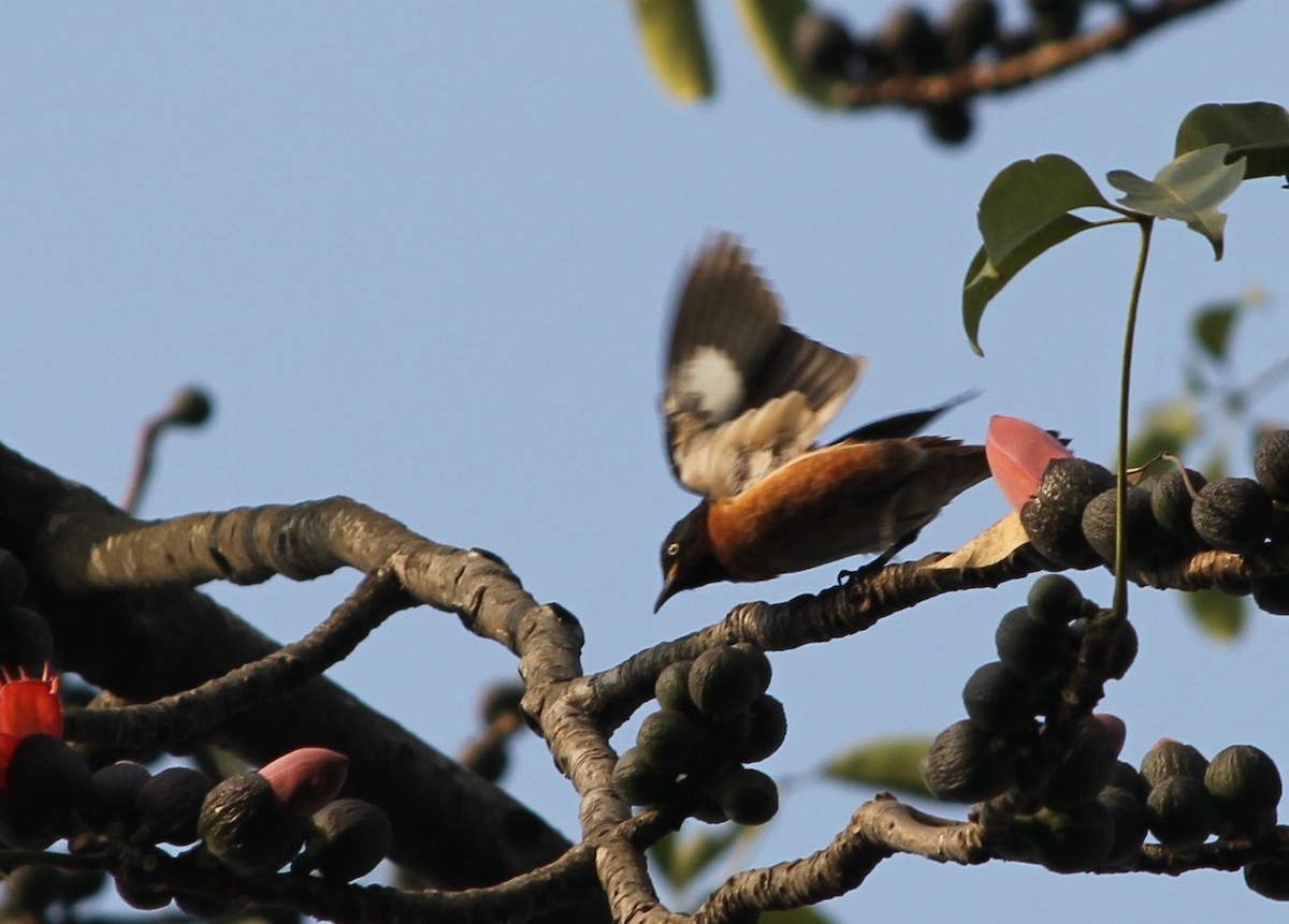 Spot-winged Starling - Dhruba  Saikia