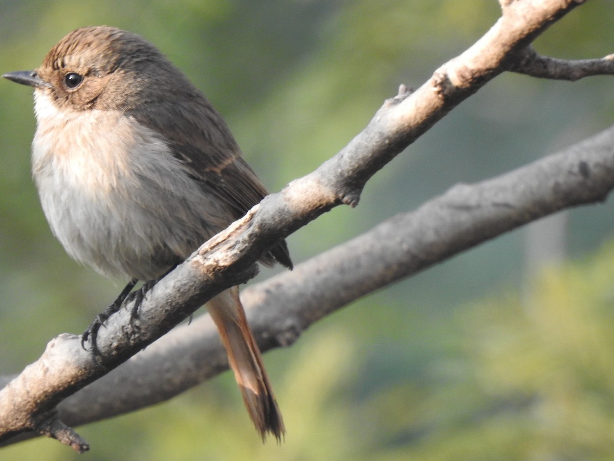 Gray Bushchat - ML531731871