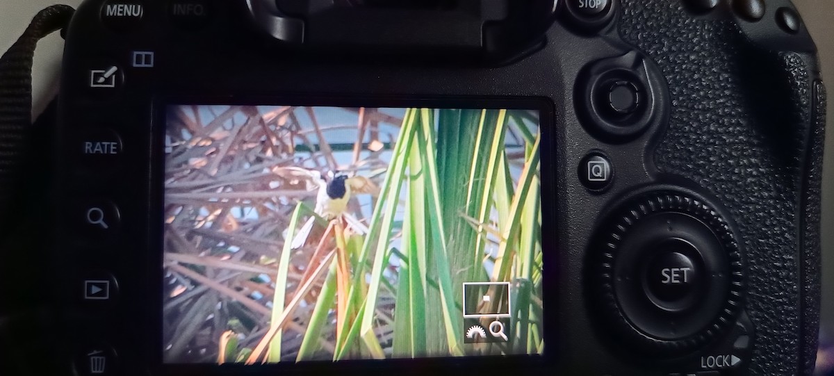 White-browed Wagtail - ML531732081