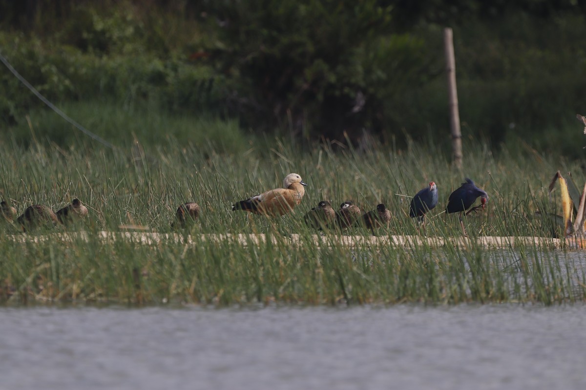 Ruddy Shelduck - ML531732981
