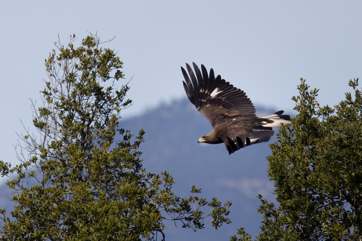 Golden Eagle - John Callender