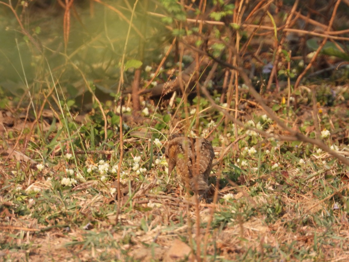 Eurasian Wryneck - ML531733461