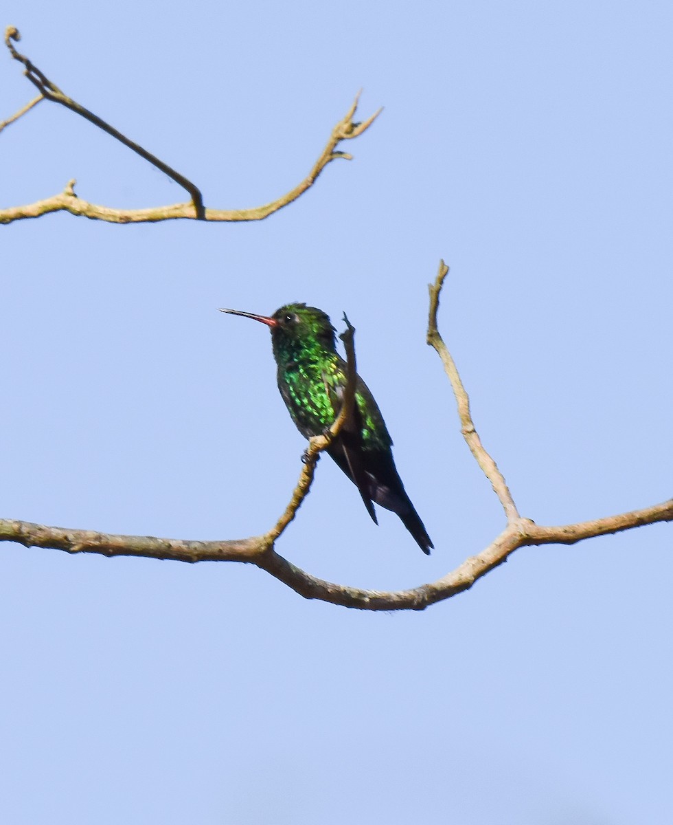 Canivet's Emerald - Celeste Morien