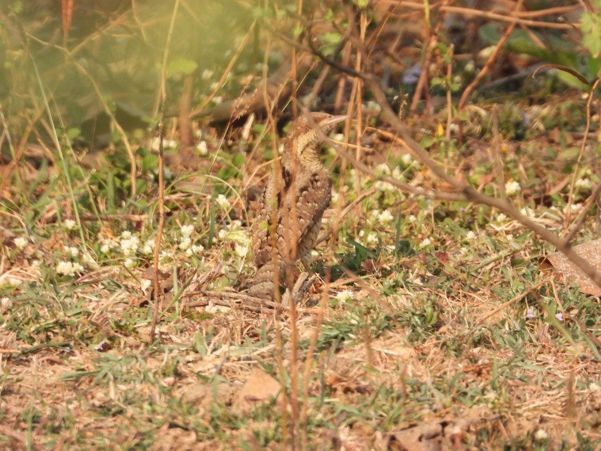 Eurasian Wryneck - ML531733771