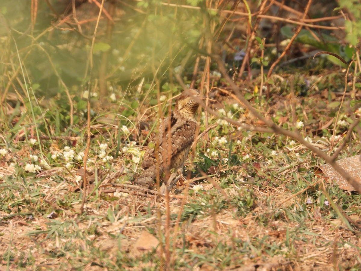 Eurasian Wryneck - ML531734031