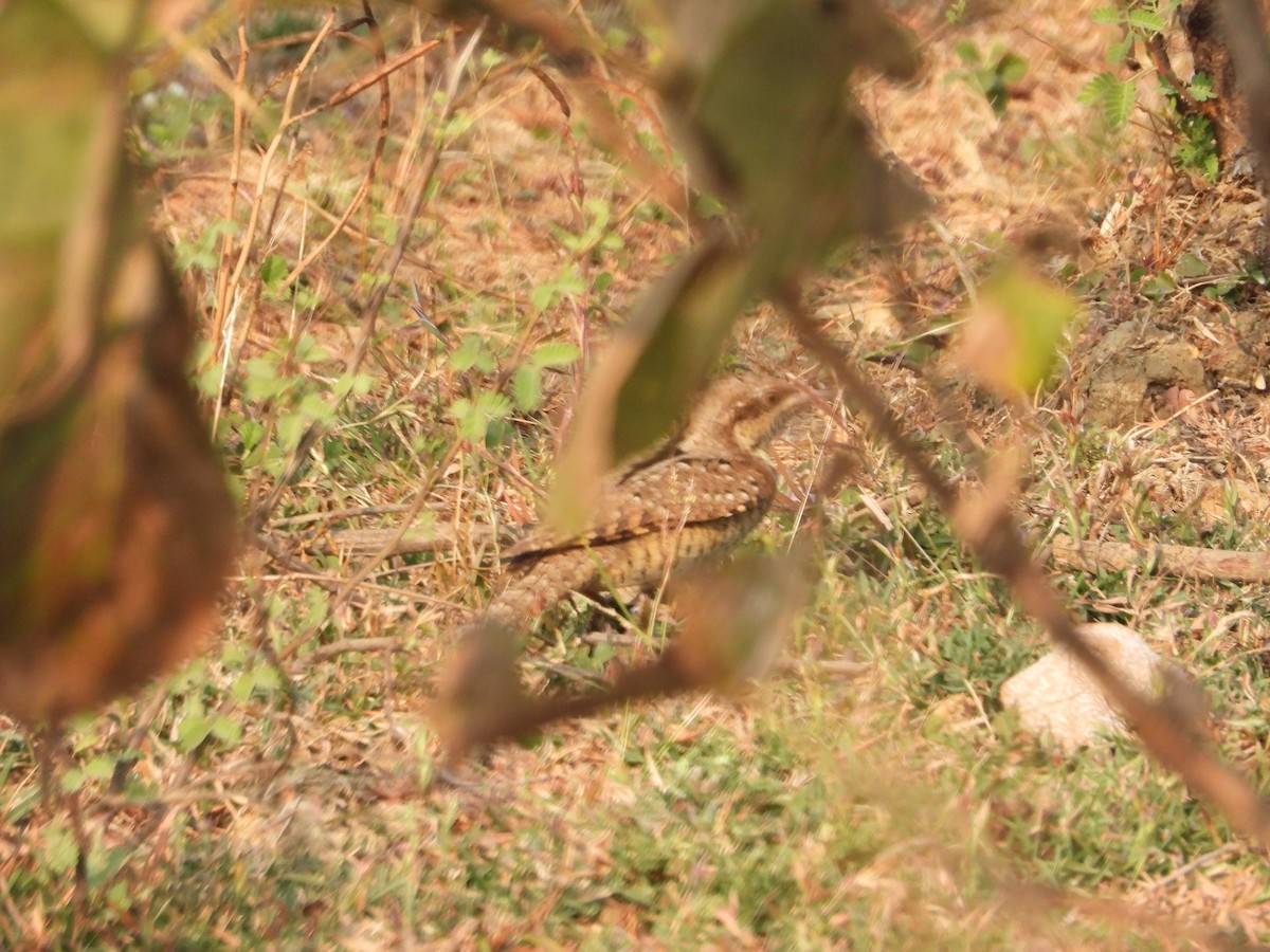 Eurasian Wryneck - ML531734821