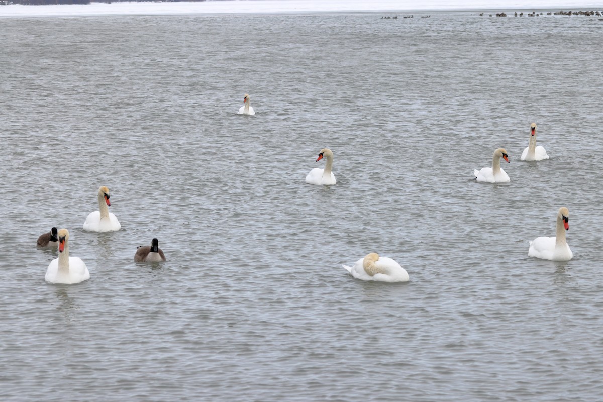 Mute Swan - ML531736881