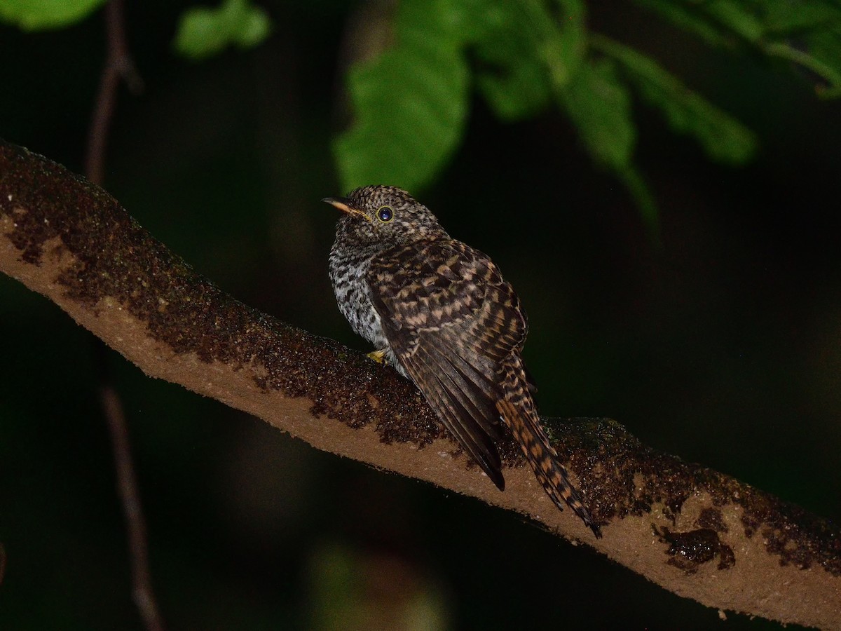 Brush Cuckoo (Sunda) - ML531738501