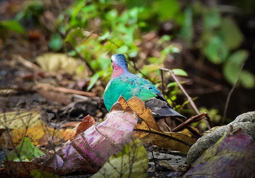 Asian Emerald Dove - ML531739071