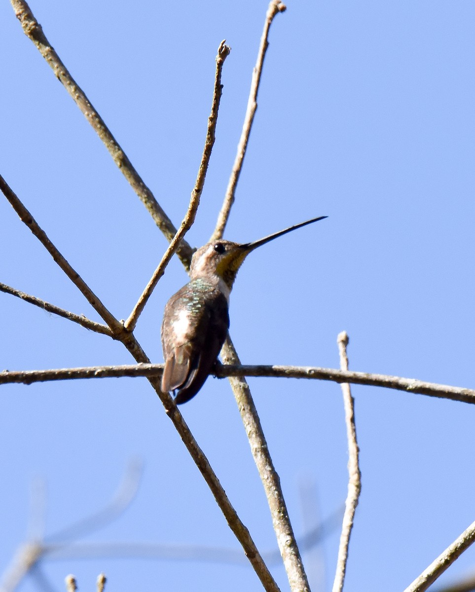 kolibřík achátový - ML53174011
