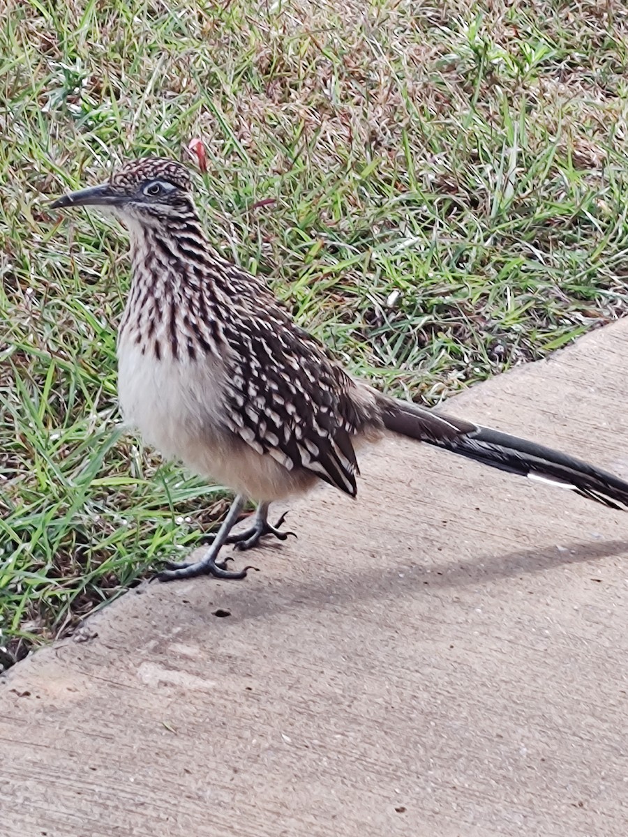 Greater Roadrunner - anne mayville