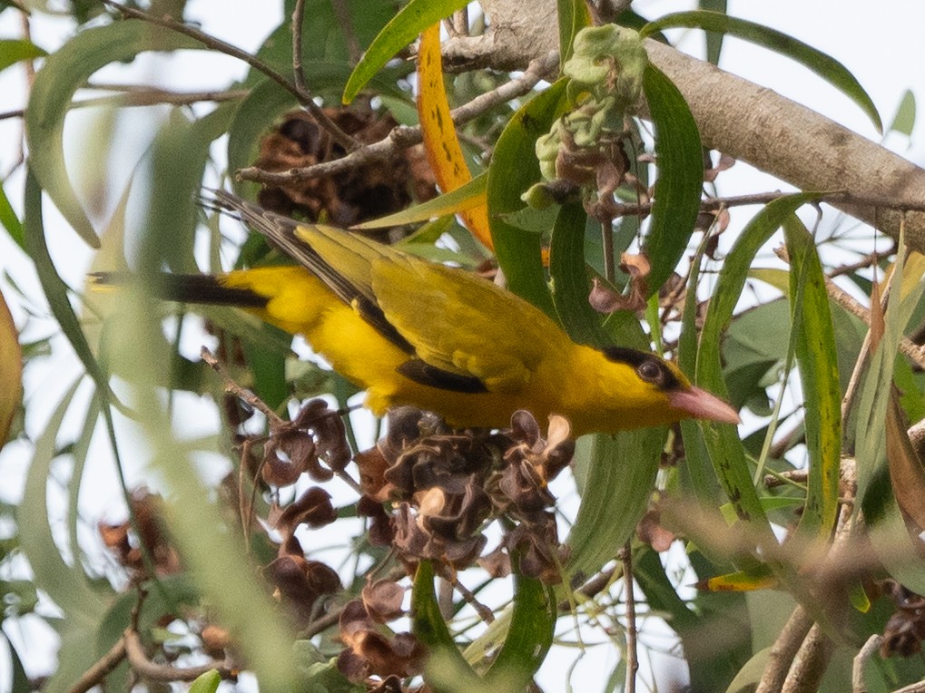 Black-naped Oriole - ML531742411