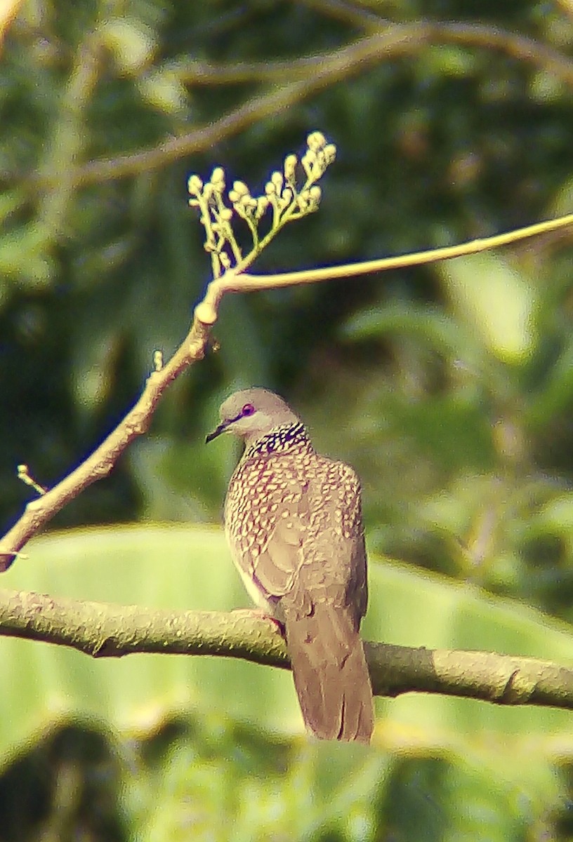Spotted Dove - ML531742491