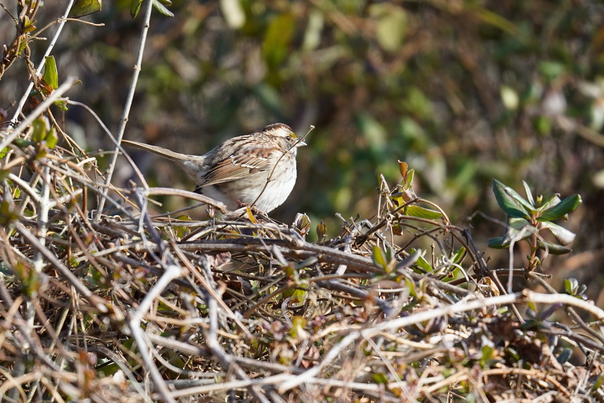 White-throated Sparrow - ML531742961