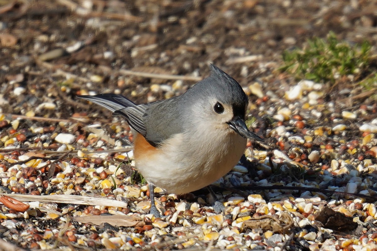 Tufted Titmouse - Bob Yankou