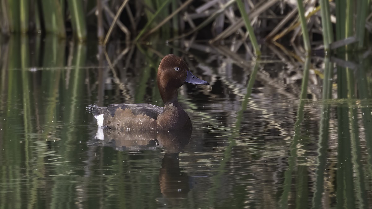 Ferruginous Duck - ML531743491