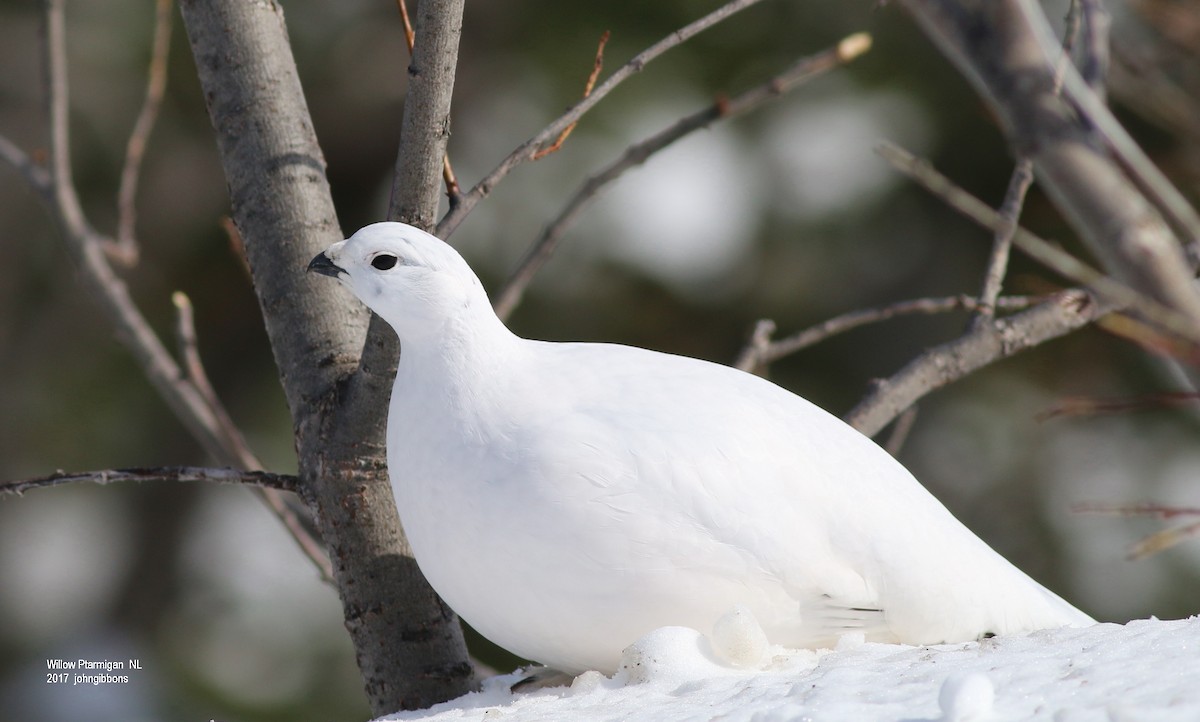 Willow Ptarmigan - John & Ivy  Gibbons