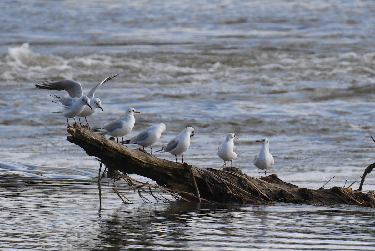 Black-headed Gull - ML531747811