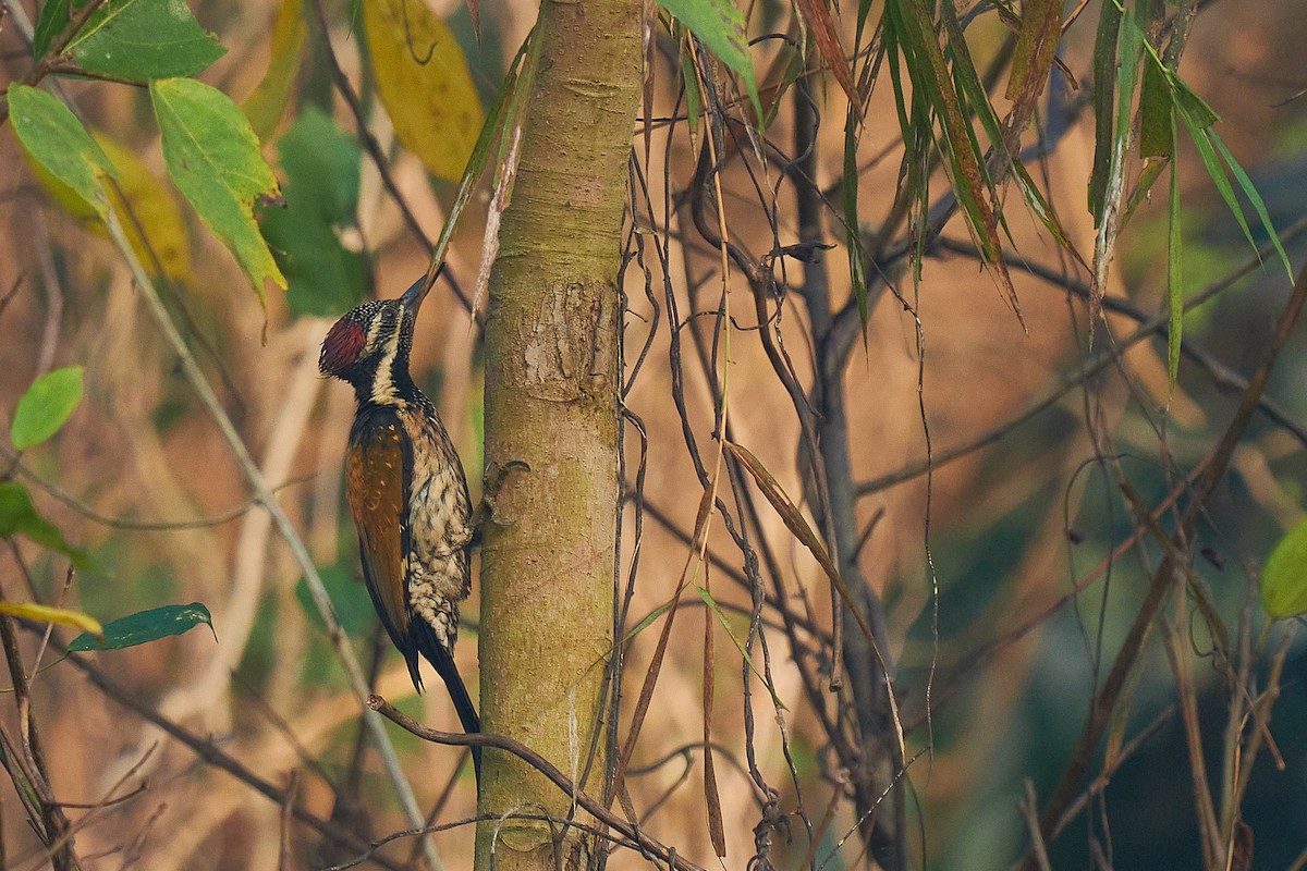 Black-rumped Flameback - ML531748951