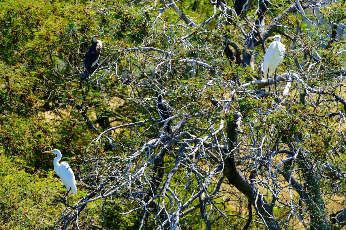 Plumed Egret - James Churches