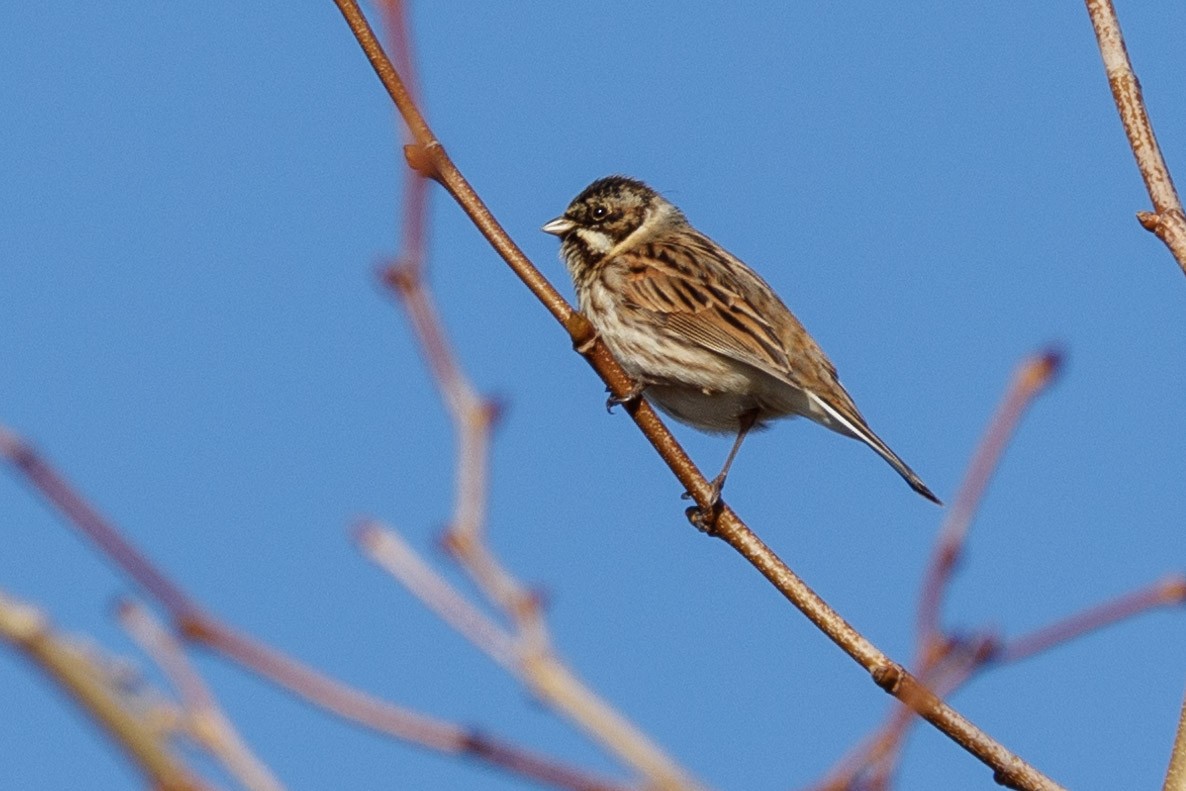 Reed Bunting - ML531753261