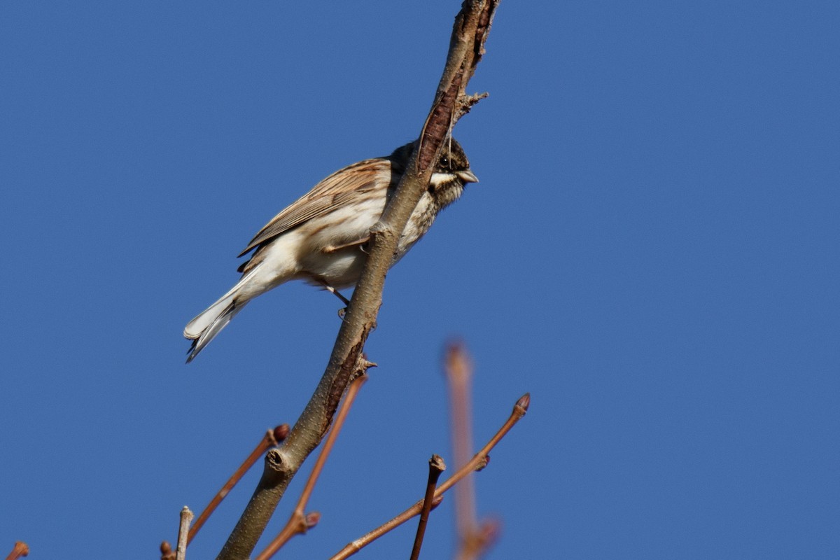 Reed Bunting - ML531753271