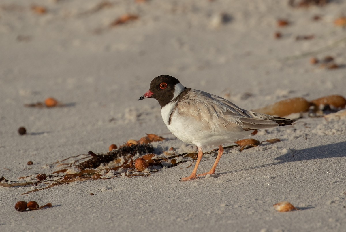 Hooded Plover - Paul Brooks