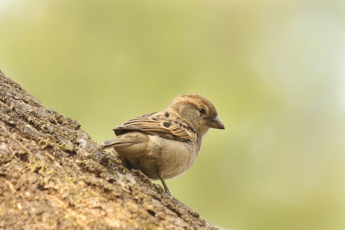 House Sparrow - ML531754691